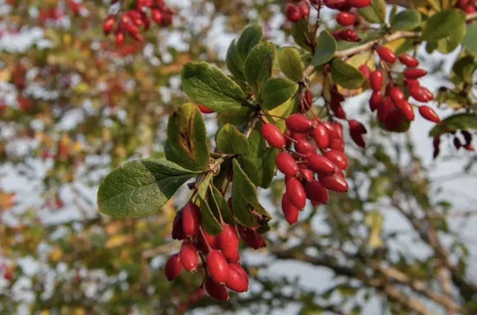 Barberry branch